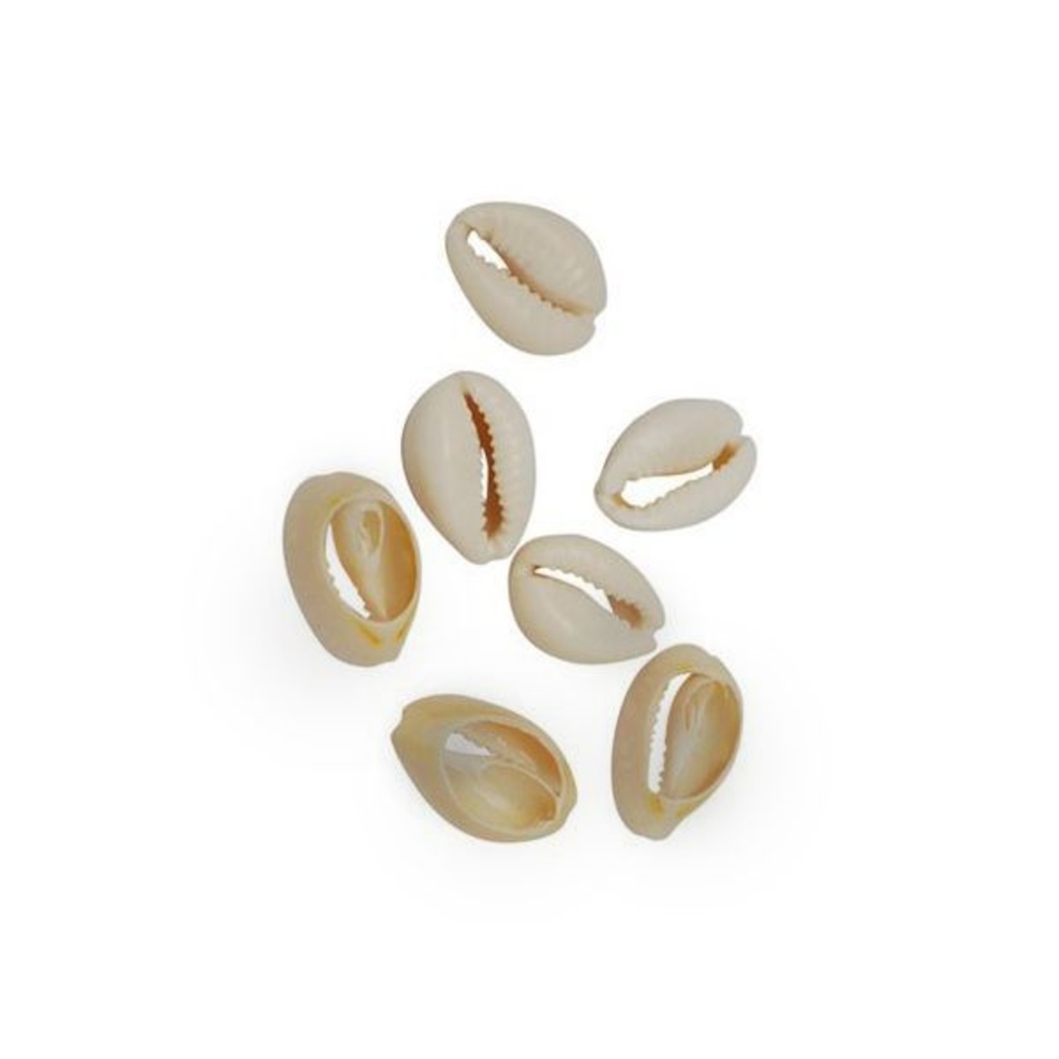 Tijdreeksen Optimisme Adviseren Open kauri schelpen in naturel / goud / zilver bij Beads & Basics - Beads &  Basics
