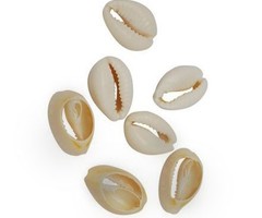 10 pieces Kauri Shells for Jewelry Making 15mm