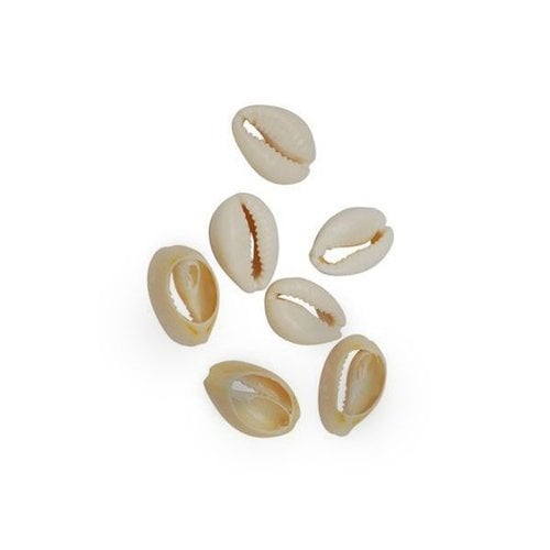 10 pieces Kauri Shells for Jewelry Making 15mm 