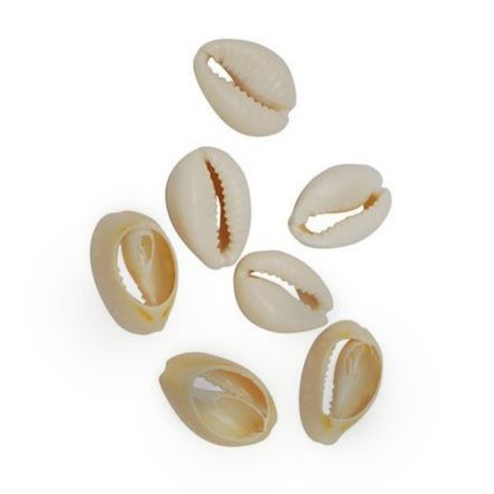Kauri Shells for Jewelry Making 15mm, 10 pieces