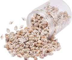 20 Pieces Natural Cowrie Shell Charm 16x8x6mm