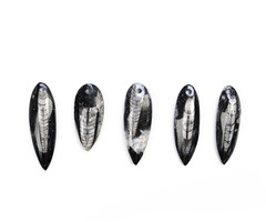 Fossilized Orthoceras Charm 40~55x15~20x5~8mm