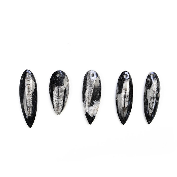 Orthoceras Fossiel Bedel 40~55x15~20x5~8mm