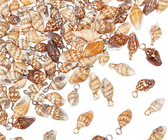 Natural Schelp Bedel Gold Plated 18~23x7~10x6~7.5mm