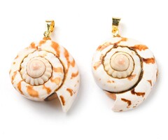 Natural Schelp Bedel Spiraal Goud 22~29x19~24x11.5~14.5mm