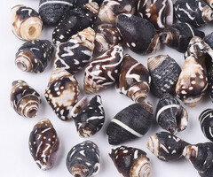 Natural Donkere Schelp Kralen 10~16x7~10x7~9mm, 10 stuks