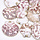 Electroplated Shell Charm Gold 35~53x34~52x7~11mm