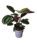 Plantsome Calathea Medallion