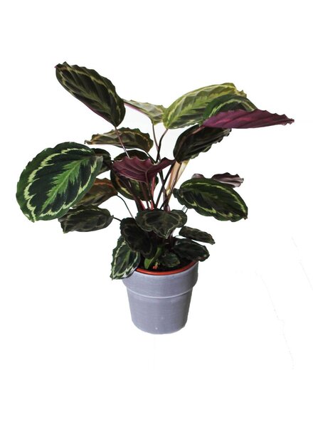 Plantsome Calathea Medallion