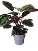 Plantsome Calathea Medallion woonkamer plant