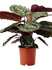 Plantsome Calathea Medallion living room plant