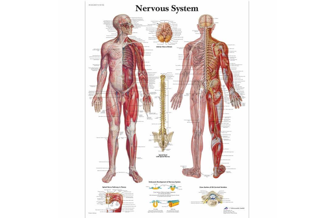 Poster Nervous system
