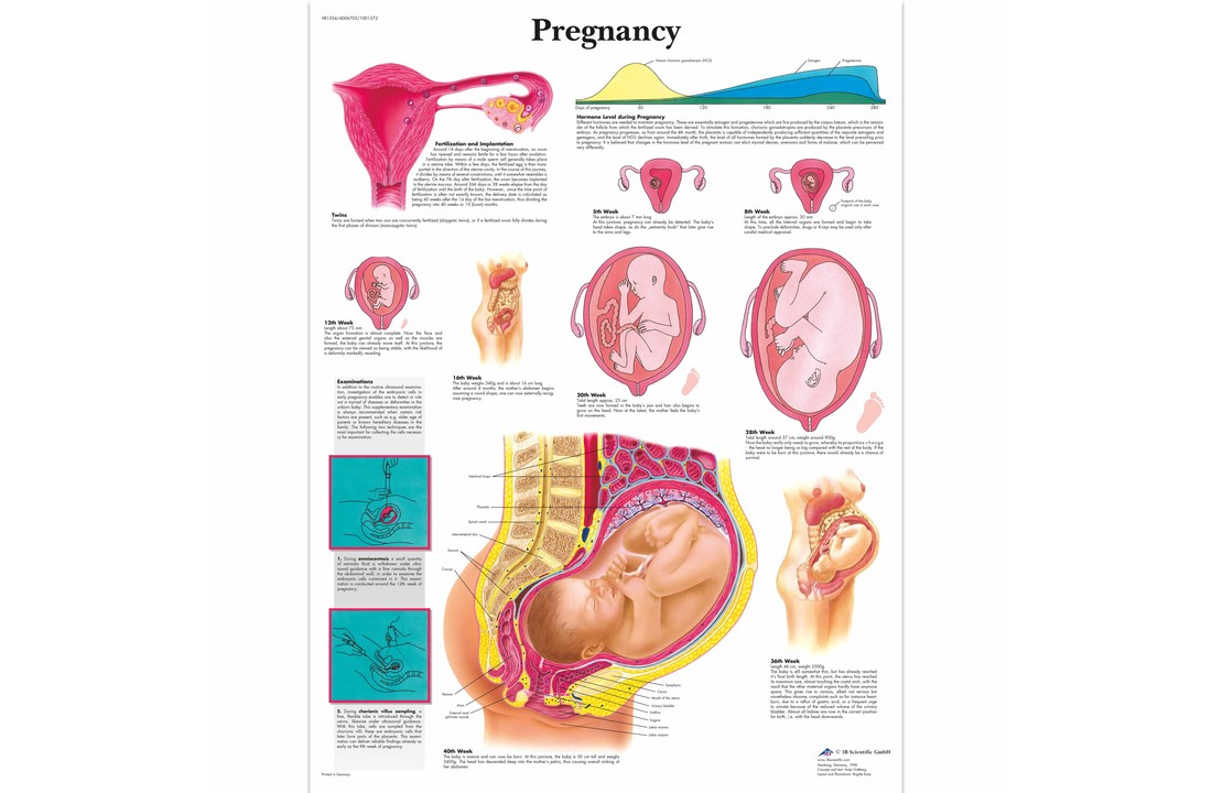 Poster Pregnacy gelamineerd