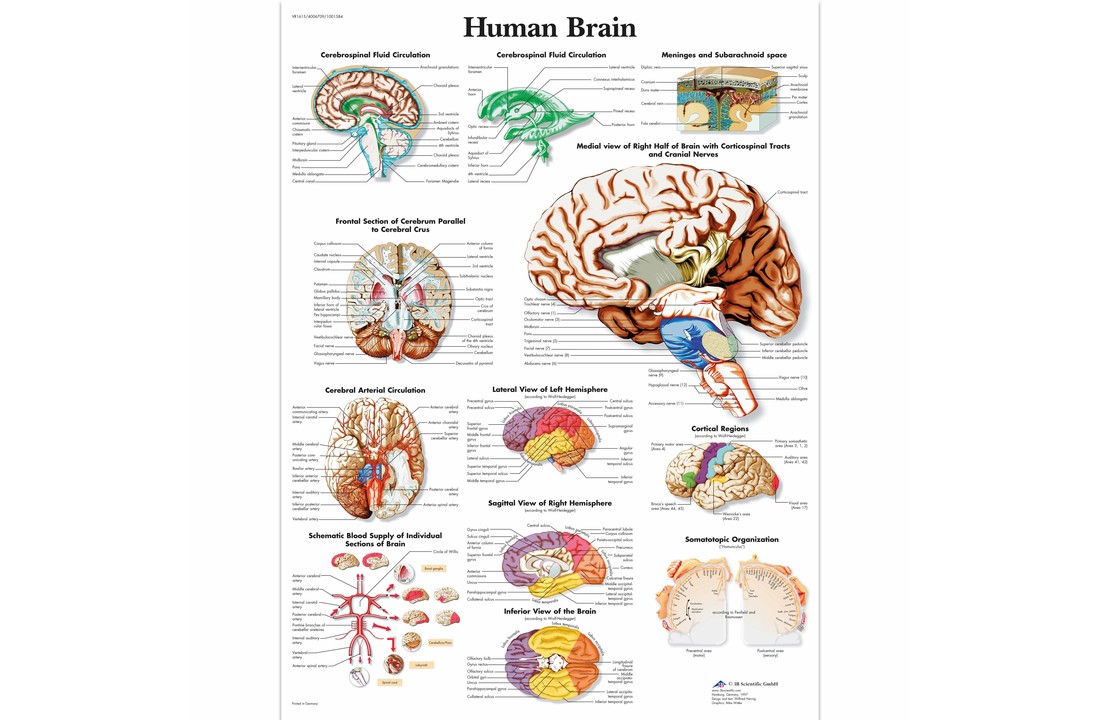 Poster Human Brain gelamineerd