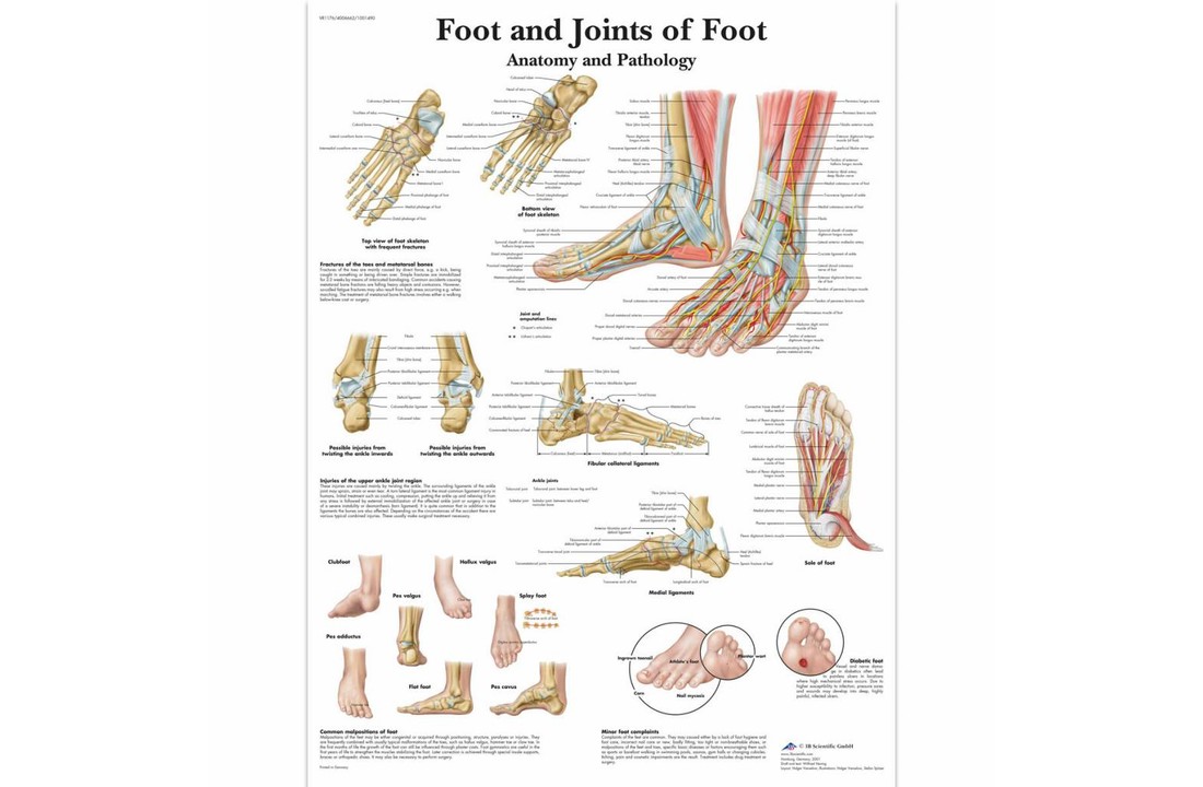 Poster Foot & Ankle