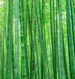 Akustik Raumteiler mit Kunstmotiv "Bamboo Grove"