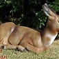 Natur Foam 3D Target Roedeer Doe - Sitting