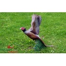 Natur Foam 3D Target Pheasant - Soaring