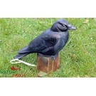 Natur Foam 3D Target Raven