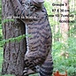 Natur Foam NATUR FOAM 3D TARGET WILD CAT - CLIMBING