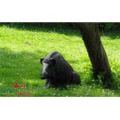 Natur Foam NATUR FOAM 3D TARGET WILD BOAR - SITTING