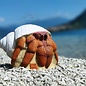 3D Archery 3D INTERNATIONAL 3D HERMIT CRAB