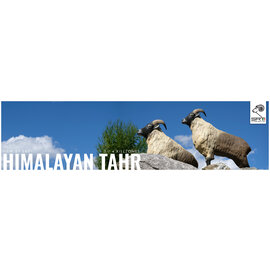 SRT SRT 3D TARGET HIMALAYAN TAHR