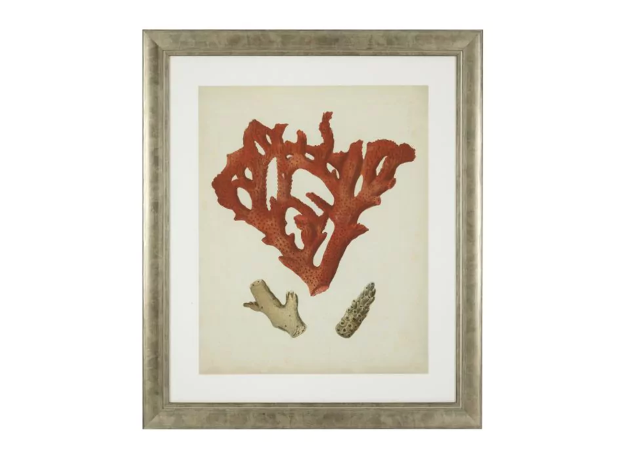 Print 'Antique Red Corals' - set of 6