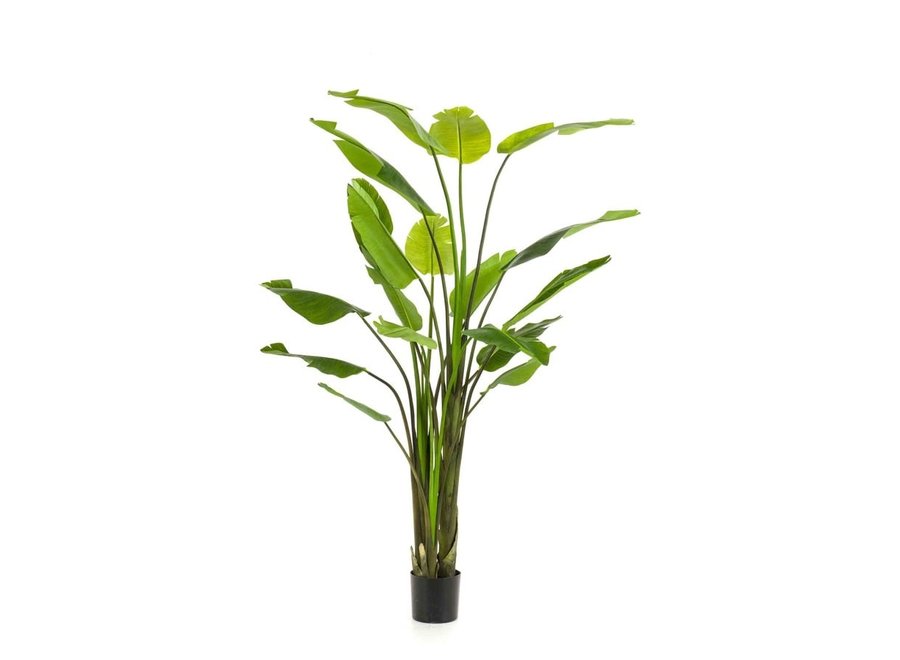 Artificial plant Strelitzia Nicolai 235cm