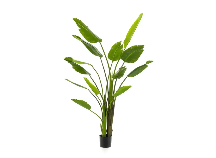 Plante artificielle Strelitzia Nicolai 180cm