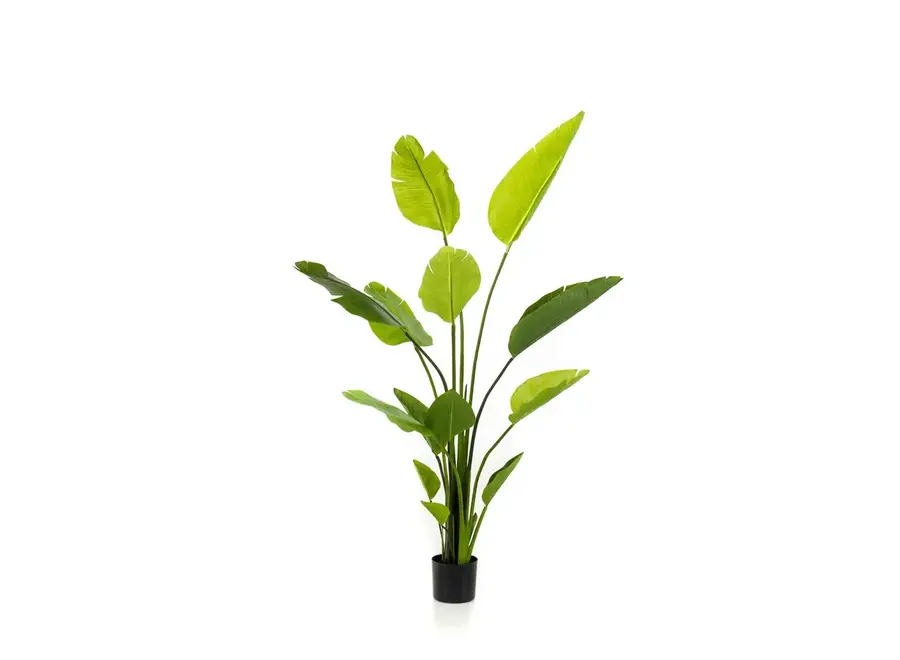 Kunstpflanze Strelitzia Nicolai 150cm