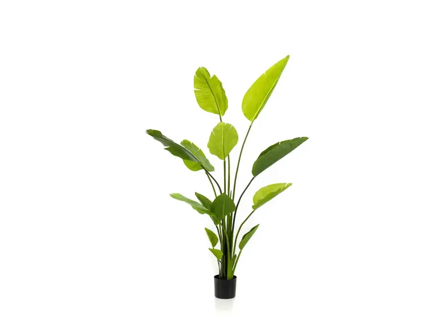 Plante artificielle Strelitzia Nicolai 150cm