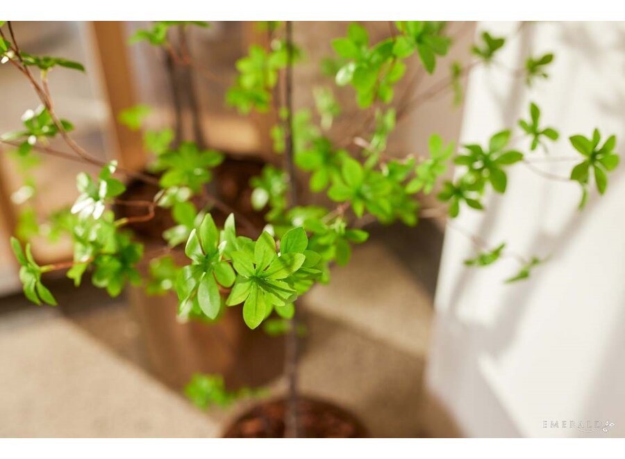 Artificial plant Tropaeolum speciosum 150cm