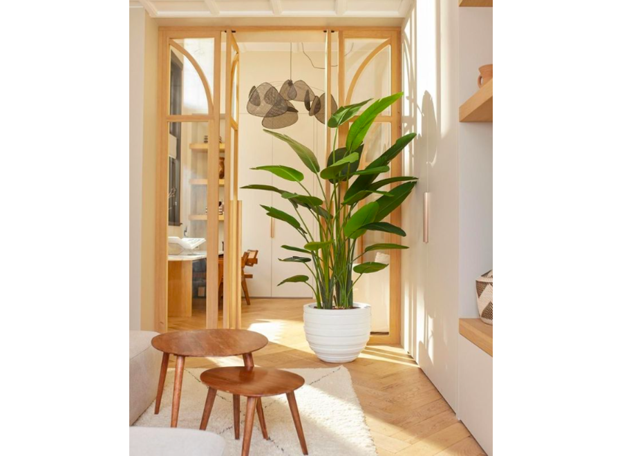 Pianta artificiale strelitzia verde H 182cm - silkka - nardini forniture