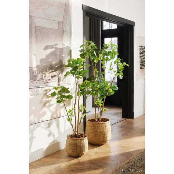 monstera rewe Monstera im Kugelglas - Hydroponik - Monstera