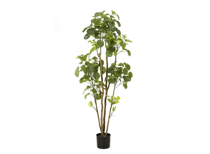 Artificial tree Polyscias 160cm