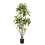 Artificial tree Polyscias 160cm