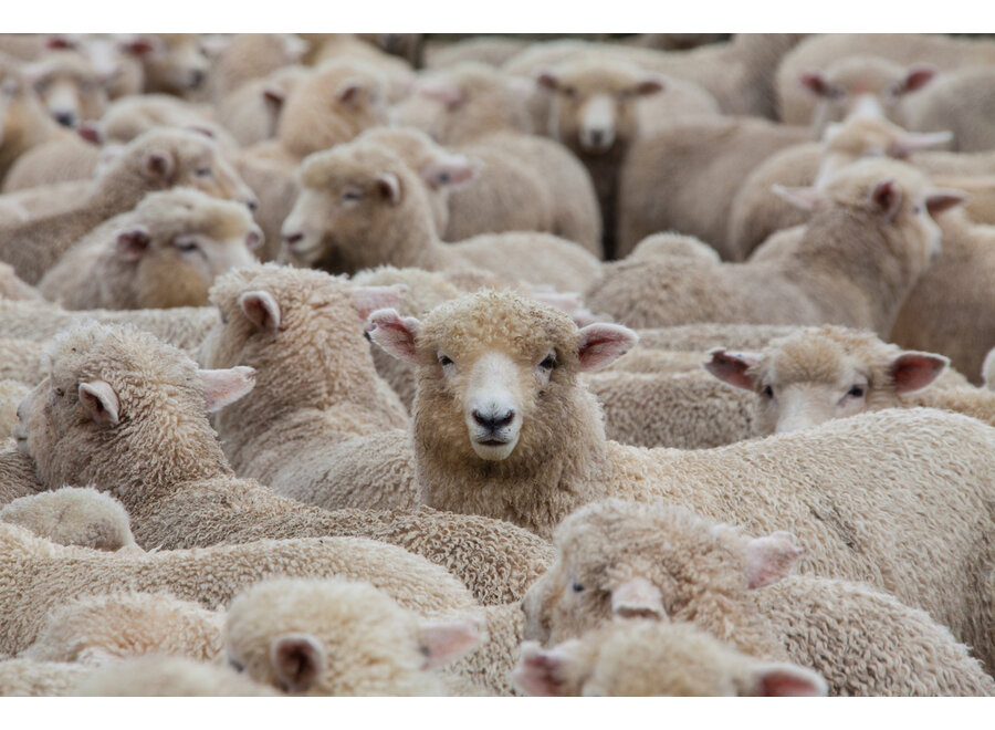 Tapis 'Askanian' Diamond - Ivory