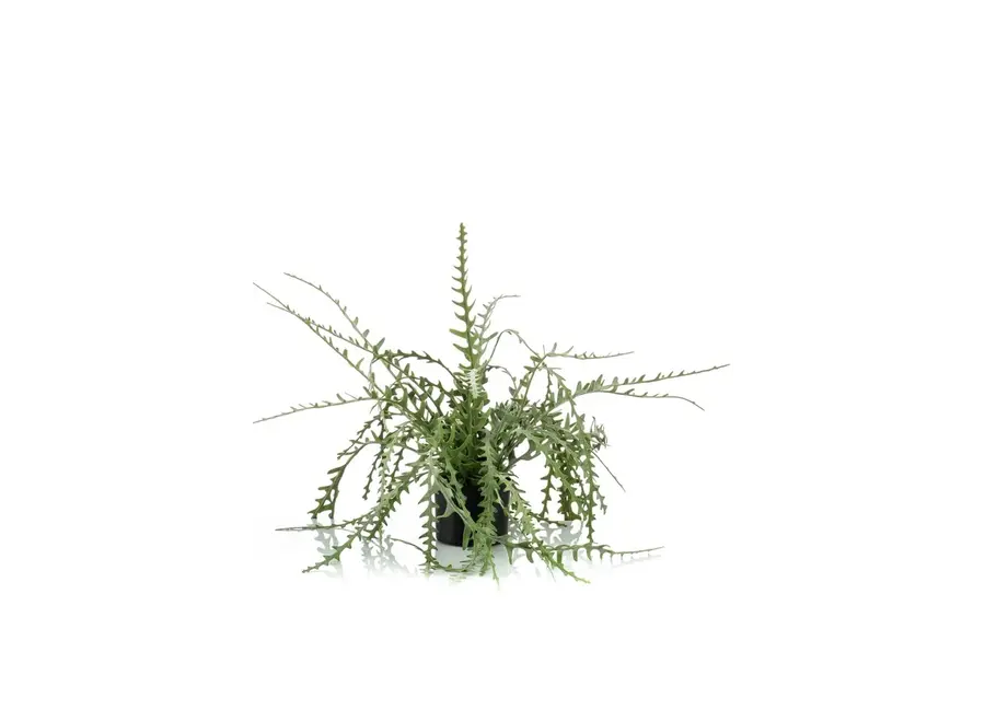 Artificial plant Epiphyllum 50cm - green