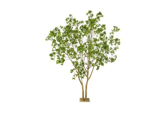 Mehrstämmiger Lorbeerbaum 285cm