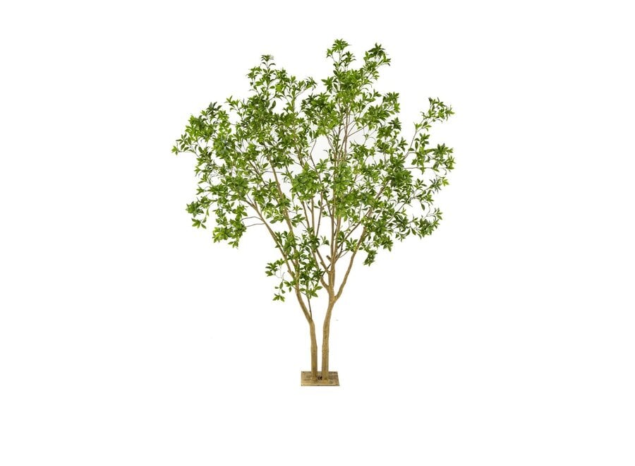 Meerstammige Laurierboom 285cm