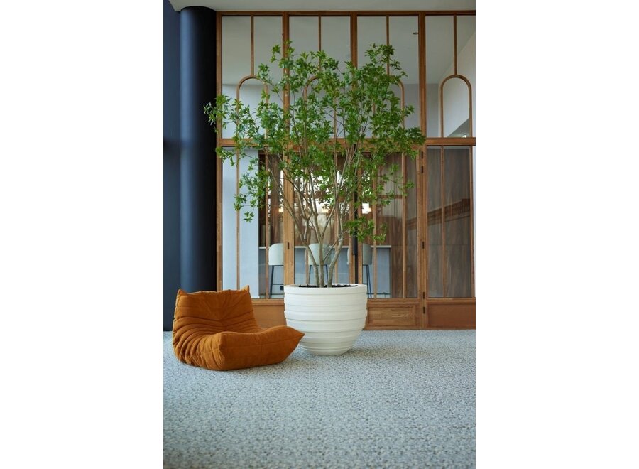Mehrstämmiger Lorbeerbaum 285cm