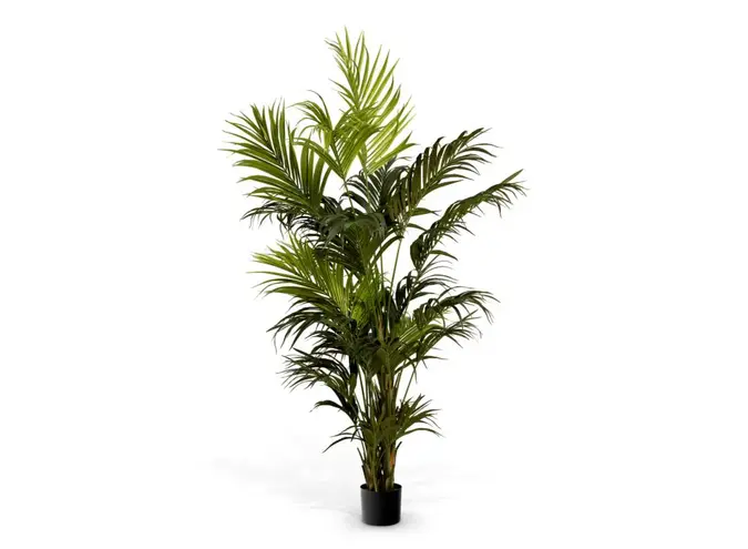 Kunstpflanze Kentia - Palm
