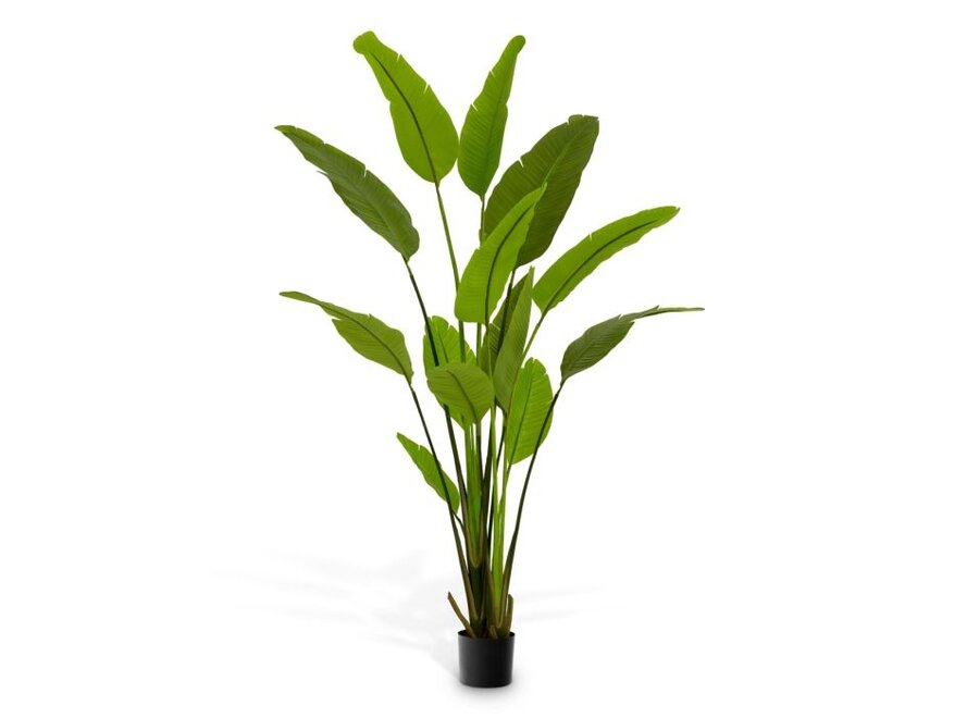 Kunstpflanze Strelitzia - M