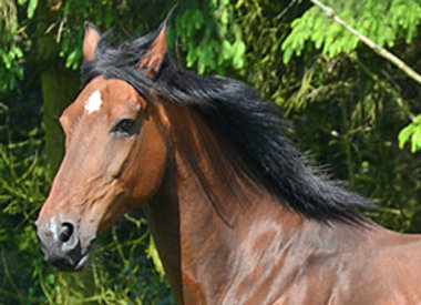 Huid en haar