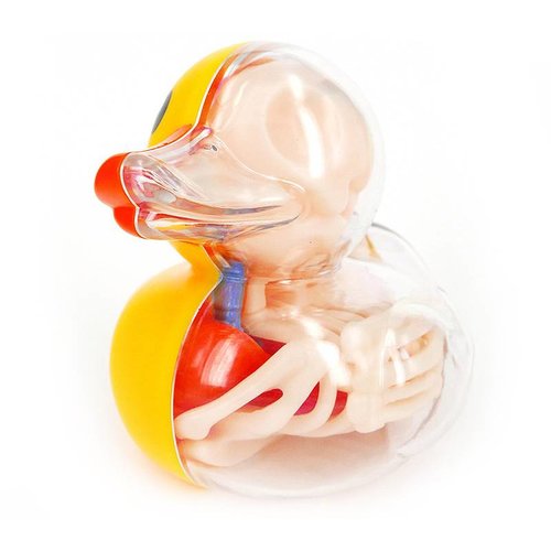 4D Master 4" Bathing Ducky Anatomy by Jason Freeny 4D Master 4" Bathing Ducky Anatomy by Jason Freeny