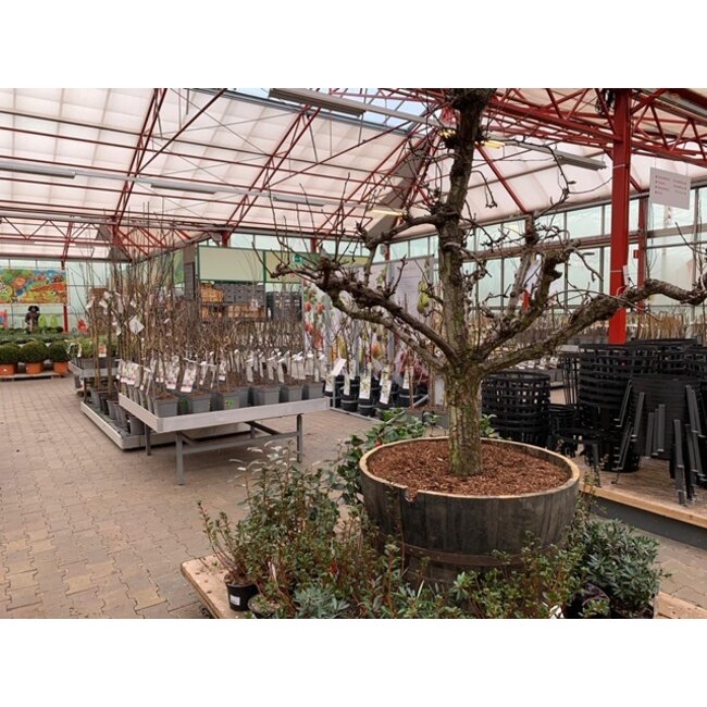 Barrel Atelier Portvat kuip "XXL"