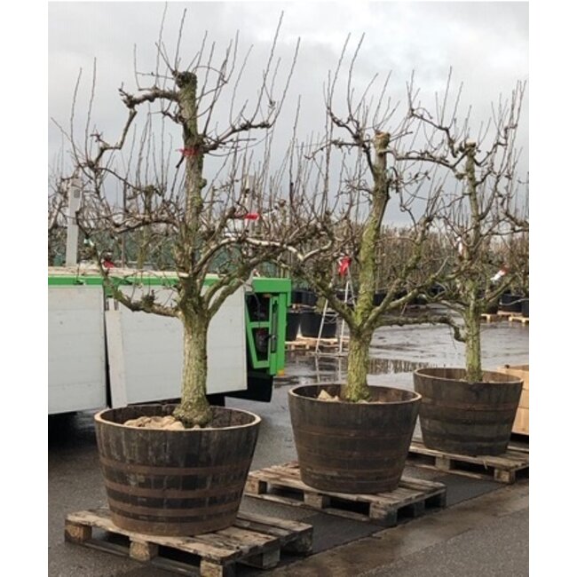 Barrel Atelier Portvat kuip "XXL"