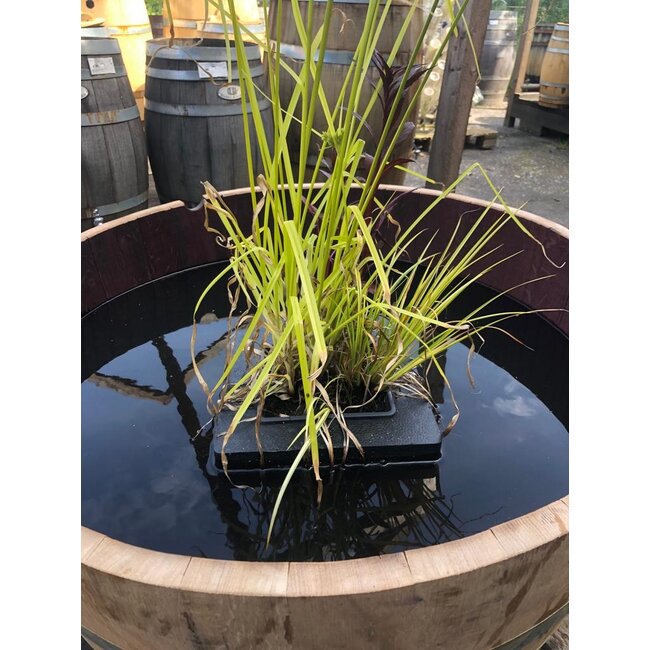 Wijnvat kuip 1/2  van 500Ltr "Brandy"