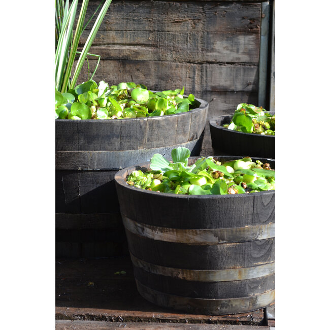 Half garden-Barrel 'ARRUDA' Black Chestnut Wood